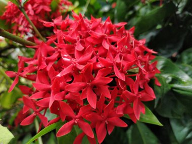 Çiçek resmi / güzel çiçek duvar kağıdı / güzel çiçek duvar kağıdı / güzel çiçek kağıdı / güzel duvar kağıdı / güzel duvar kağıdı hd / güzel doğa duvar kağıdı / güzel fotoğraf / güzel çiçek resmi / güzel çiçek hd / kırmızı çiçek resmi / güzel çiçek resmi / güzel resim /