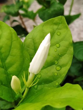 Doğal duvar kağıdı / güzel duvar kağıdı / güzel resim / yeşil yaprak resmi / güzel çiçek resmi / güzel hd duvar kağıdı / doğal duvar kağıdı / güzel çiçek duvar kağıdı / doğa fotoğrafı / güzel duvar kağıdı / güzel hd resmi