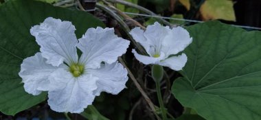 Güzel duvar kağıdı / güzel hd duvar kağıdı / çiçek duvar kağıdı / harika çiçek duvar kağıdı / çiçek fotoğrafı / çiçek resmi / çiçek fotoğrafı / mükemmel çiçek fotoğrafçılığı / güzel hd çiçek duvar kağıdı / hd duvar kağıdı / gerçek çiçek duvar kağıdı / çiçek hd resmi