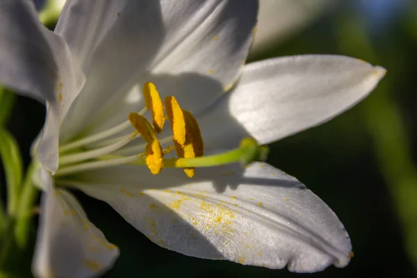 Bellissimi Fiori Giglio Bianco Giardino — Foto Stock