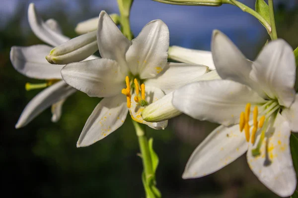 Flores Lirio Blanco Jardín —  Fotos de Stock