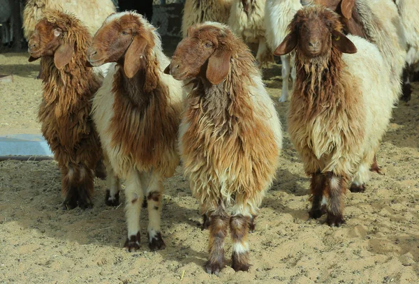 Grupo Ovelhas Fazenda Olhando Para Lados — Fotografia de Stock