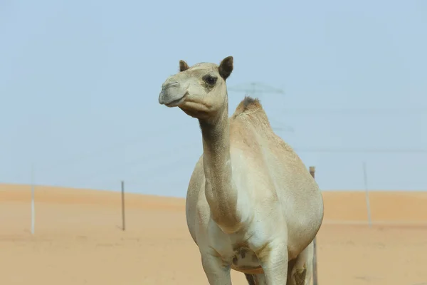 单峰阿拉伯骆驼 — 图库照片