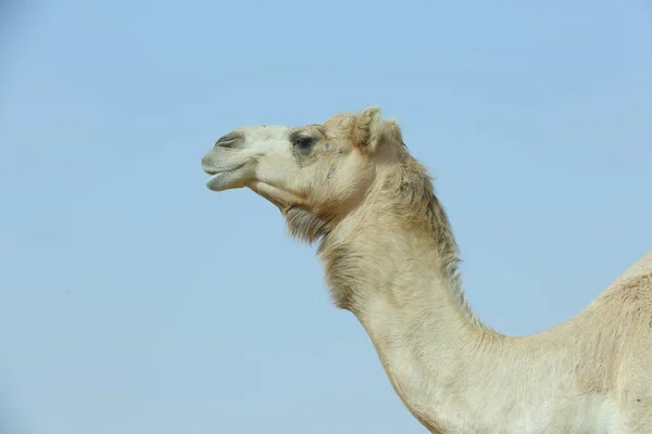 Einfacher Höcker Arabisches Kamel Kopf Und Hals — Stockfoto