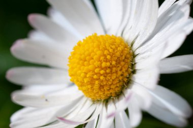 Daisy, sabah ışığı altında kapat manzarayı.