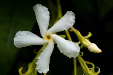 Jasmine, parfümüne bayıldım.