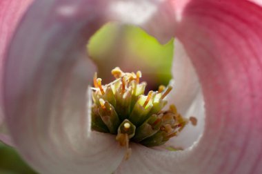 Pembe çiçek arka planda yakın görünüm