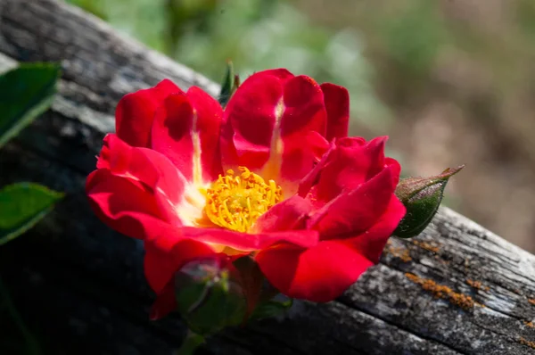 Red Dahlia vahşi bahçede