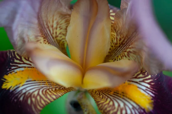 Flor Íris Vista Perto — Fotografia de Stock