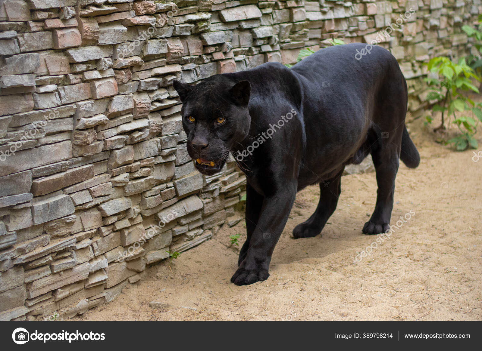 Black Panther at the Zoo — Stock Photo © Braxma 389798214