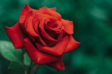  Yağmurda kırmızı gül. Yaklaş.