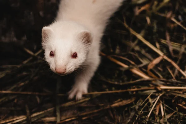 Weißes Albino-Frettchen mit roten Augen — Stockfoto