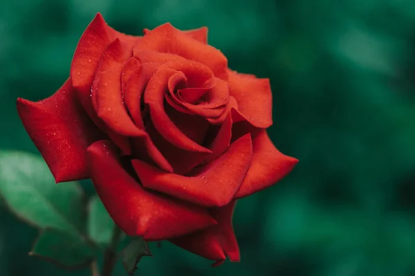  Yağmurda kırmızı gül. Yaklaş.