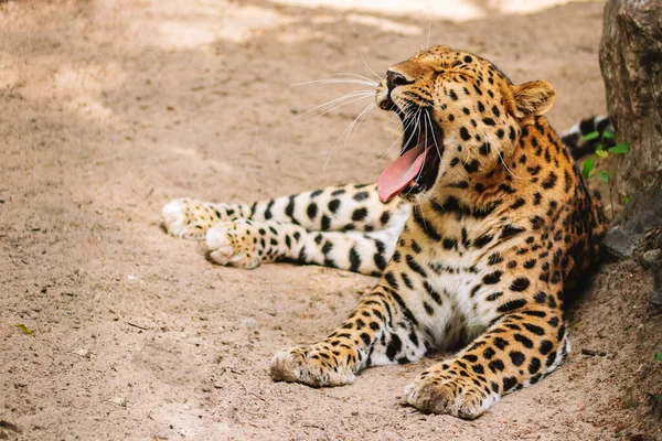 Belo leopardo bocejos deitado na areia — Fotografia de Stock