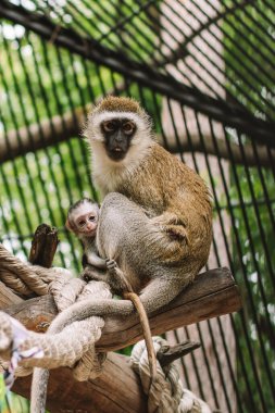  Hayvanat bahçesinde yavrusu olan şirin bir maymun.