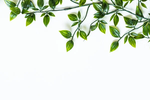  Beyaz arkaplanda yeşil yapraklar, metin için boş.
