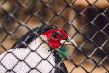  Hayvanat bahçesindeki bir kafeste sülün.