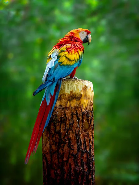 Piękna papuga siedzi na gałęzi. — Zdjęcie stockowe