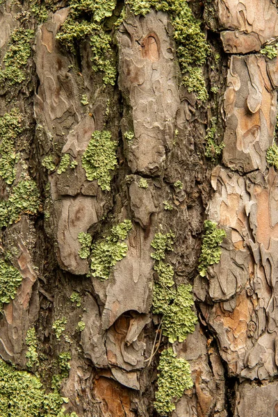 Moss pokryty teksturą kory drzewa — Zdjęcie stockowe