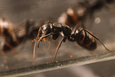 Karınca kamponotus saxatilis yakın plan. Makro fotoğrafçılık