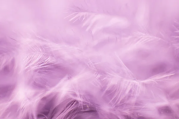 Fondo abstracto con enfoque suave. Plumas blancas claras sobre fondo rosa —  Fotos de Stock