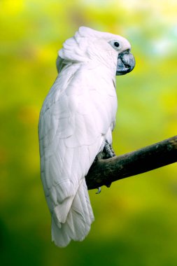  Güzel beyaz papağan bir dala oturmuş