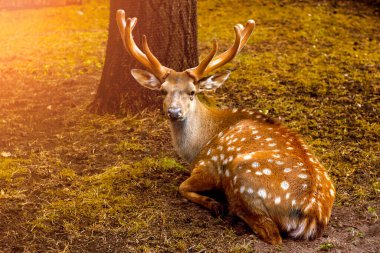 Güz ormanında boynuzları olan güzel bir geyik.