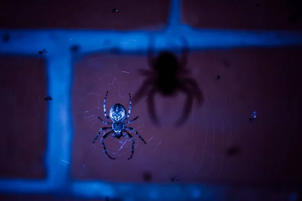 Europäische Gartenspinne nachts im Netz, großer Schatten von der Spinne — Stockfoto