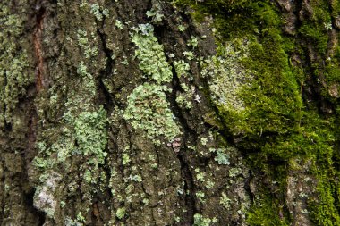 Ağaç kabuğu yeşil yosunla kaplı.