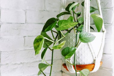 Hasır bir tarlada kapalı bir bitki. Spindapsus bir ev çiçeğidir. Yüksek kalite fotoğraf