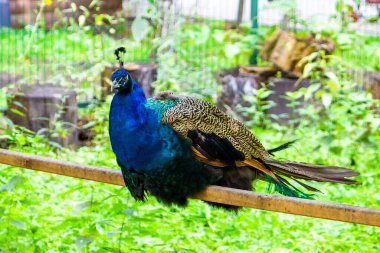 Hayvanat bahçesindeki bir kütüğün üzerinde oturan renkli tavus kuşu. Yüksek kalite fotoğraf