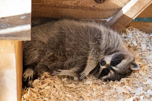Cute raccoon sleeping in a cage curled up. High quality photo