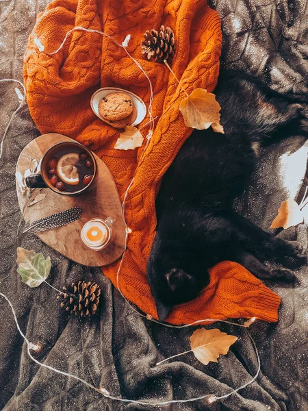 Осінь плоскогір'я светр, кіт, чай і свічки — стокове фото