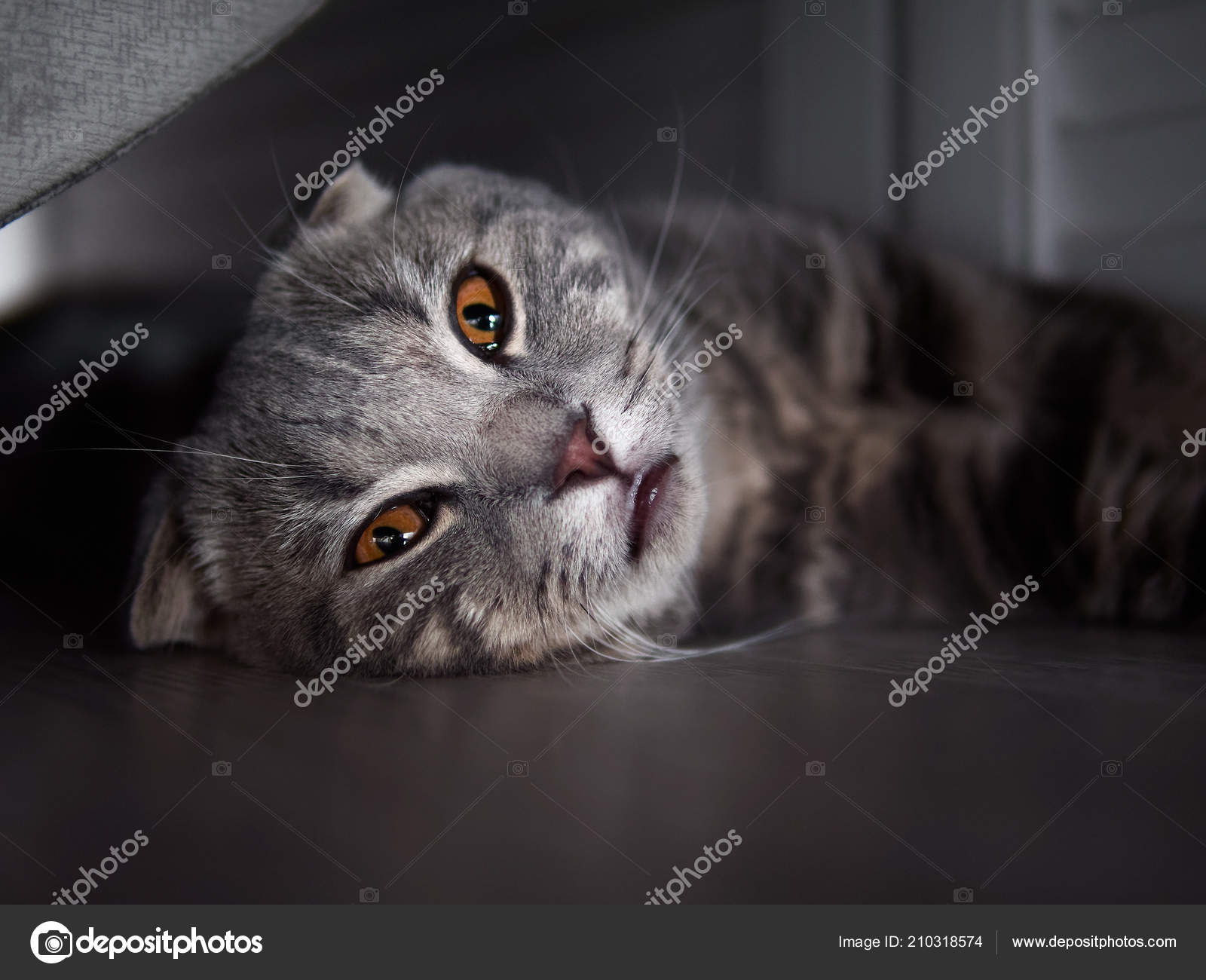 Lustige Scottish Fold Katze Mit Leuchtend Gelben Augen