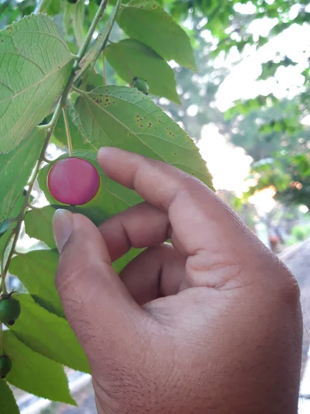 Handen Van Een Volwassen Plukken Muntingia Calabura Rijp Rood Fruit — Stockfoto