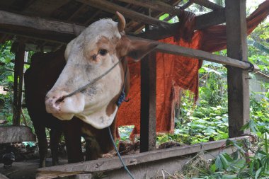 Geleneksel bir sığır ahırında burnu halatla bağlanmış bir ineğin kafası.