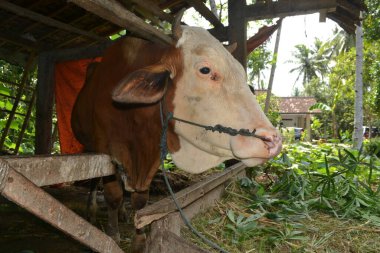 Beyaz başlı ineğin burnu ve boynu geleneksel ahşap sığır ağıllarında iplerle bağlanmıştır.