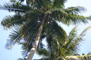 Gün boyunca gökyüzüne karşı bir sürü yeşil yapraklı hindistan cevizi ağacı ve hindistan cevizi