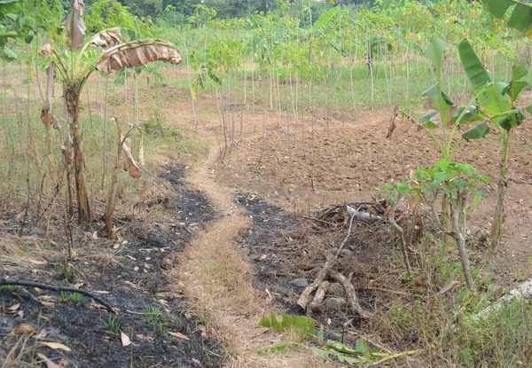 former black burnt land on a barren cassava plantation during the day