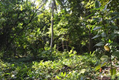 Gündüz vakti çeşitli bitkiler ve büyük ağaçlarla tropikal orman doğası