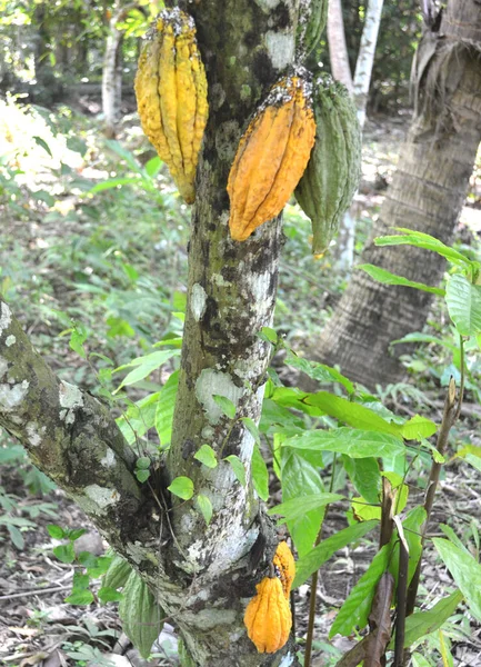 Sarı Olgun Kakao Meyvesi Hala Kakao Tarlasında Ağaçtan Sarkıyor — Stok fotoğraf