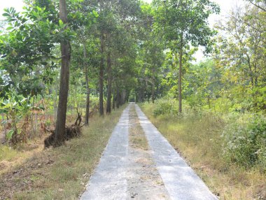 Gün boyunca köyde düzgünce dizilmiş ağaçlar vardı.