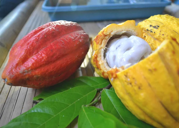 Close Van Rode Gele Cacao Fruit Geopende Huid Zodat Het — Stockfoto