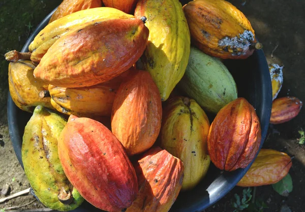 Hoge Hoek Uitzicht Veel Cacao Peulen Mand Tot Niet Genoeg — Stockfoto