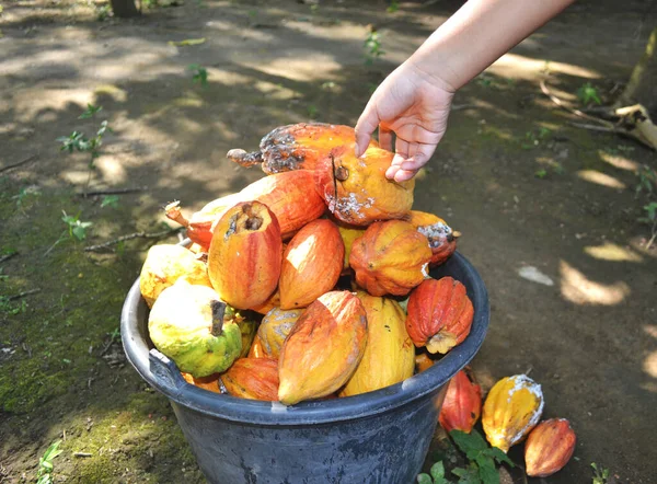 Hand Zet Rijpe Cacao Een Emmer Wanneer Oogst Tuin — Stockfoto