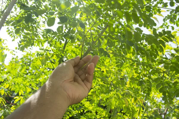 Arbre Moringa Qui Ont Des Tiges Des Feuilles Denses Sont — Photo