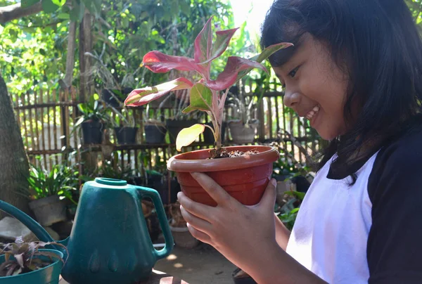 Menina Asiática Observa Perto Enquanto Segurando Vaso Planta Ornamental Porque — Fotografia de Stock