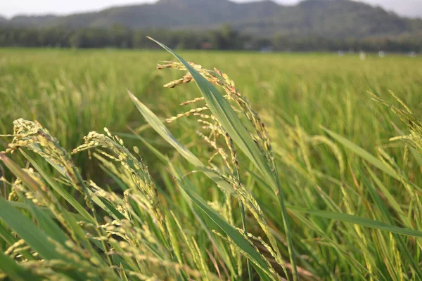 Cultivando Plantas Arroz Com Folhas Verdes Campo Com Luz Tarde — Fotografia de Stock