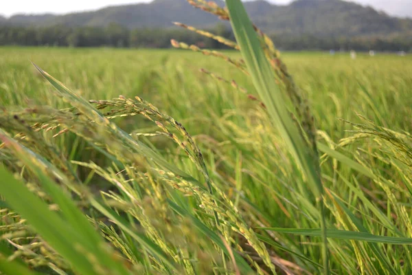 Riz Avec Feuilles Vertes Dans Champ Riz Lorsqu Est Exposé — Photo