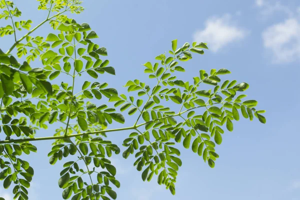 Zelené Listy Větve Stromu Moringa Pozadí Modré Oblohy — Stock fotografie